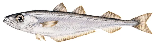 Blue Whiting from Faroe Islands supplied by Pelagos - Blue Whiting (=Micromesistius poutassou) Frozen Blue Whiting