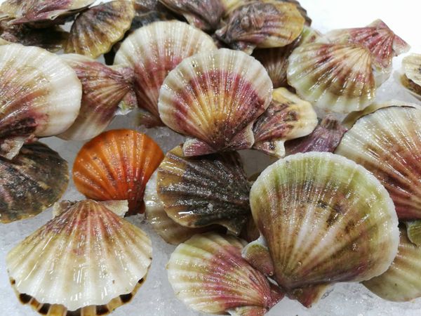 Clam from 그리스 supplied by Arapis Live Seafood - Whole (=In Shell=Unshucked) 냉동 조개