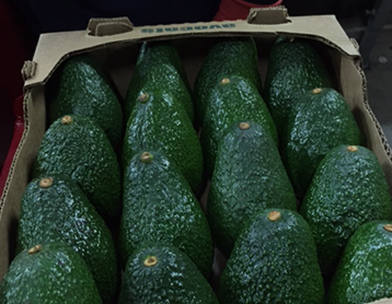 Hass Avocado from 멕시코 supplied by Frufiva - As per customer's request 신선 아보카도