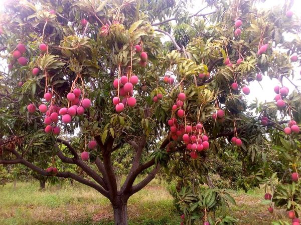 Mangos from 페루 supplied by Peruvian Fresh Products - Whole 신선 망고
