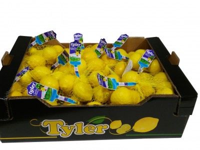 Fresh Lemon from 스페인 supplied by Hijos de Alberto del Cerro - Yellow 신선 레몬
