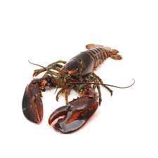 Fresh Lobster from 덴마크 supplied by Fonfisk Hanstholm - 노르웨이 랍스터 신선 랍스터