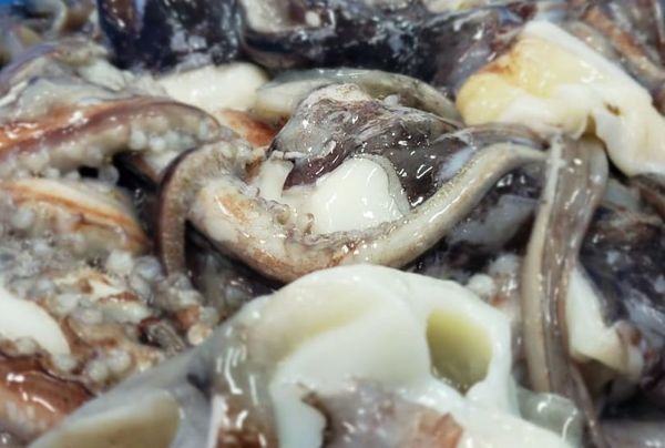 Squid from Peru supplied by Alimentos congelados S.A.C. - Giant Squid (=Dosidicus Gigas=Humboldt Squid) Frozen Squid