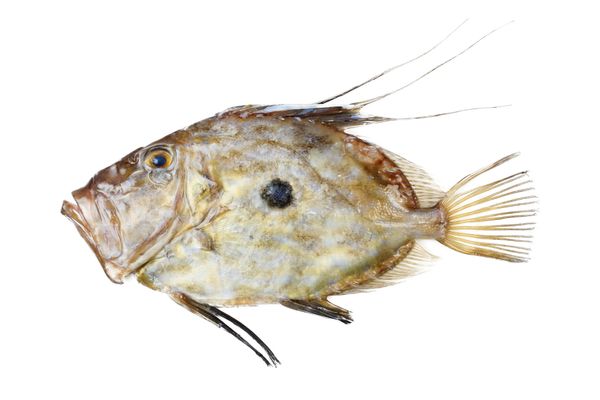 John Dory from 모리타니 supplied by Seafishtrade - Fresh 냉동 달고기