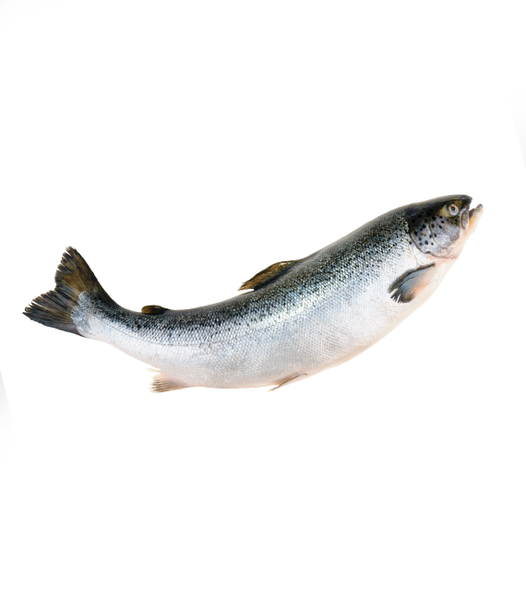 Salmon (Coho) from Chile supplied by Salmones Austral (TRUSAL S.A.-PACIFIC STAR) - With Bone Salmon