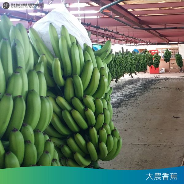 Banana from 대만 supplied by Yu He Integrated Fine Agriculture Co., Ltd - Green 신선 바나나