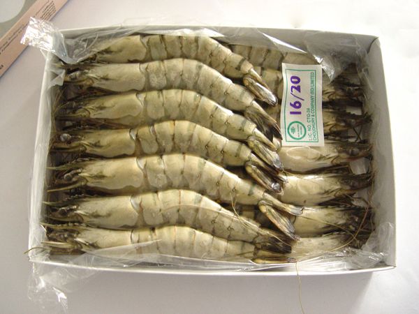 Black Tiger Headon Shellon from Bangladesh supplied by Choudhury & Company (BD) Ltd. - Shell On (=Unpeeled) Fresh Common Shrimp & Prawn