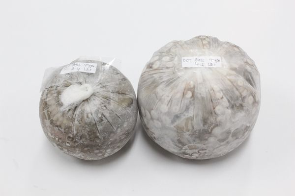 Frozen Octopus from 인도네시아 supplied by PT. Fresh On Time Seafood - 3 - Up Kg 냉동 문어