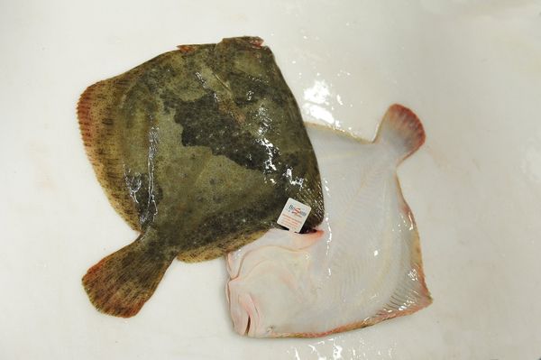 Live Flounder from 프랑스 supplied by PECHERIES LES BRISANTS - Fillet 냉동 도다리