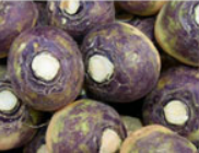 Swedes from 네덜란드 supplied by Simba Vegetables - Whole 루타바가