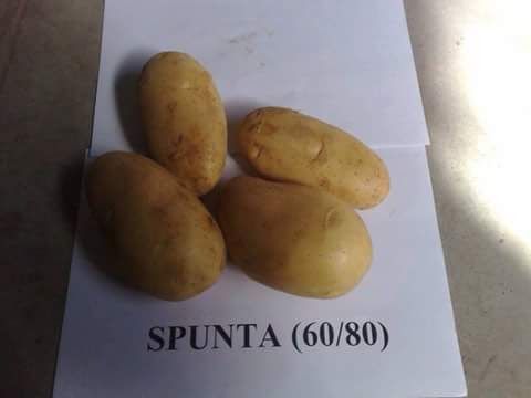 Potatoes from 벨기에 supplied by MEDLY BVBA - With Skin 신선 일반 감자