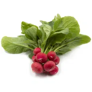 Fresh Radish from Israel supplied by Noy Hasade - Whole Radish
