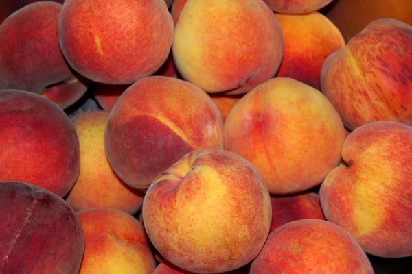 Fresh Peach from 칠레 supplied by EXPORTADORA GEOFRUT LTDA. - Fresh (=Chilled) 신선 복숭아