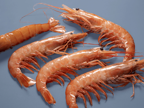 Argentine Red Shrimp from 스페인 supplied by Grupo Iberica de Congelados SA - Whole 냉동 새우