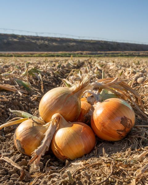 Onions from 미국 supplied by Eagle Eye Produce - Whole 신선 양파
