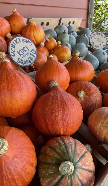 Pumpkin from United States supplied by Wilderbee Farm - Organic Fresh Common Pumpkin