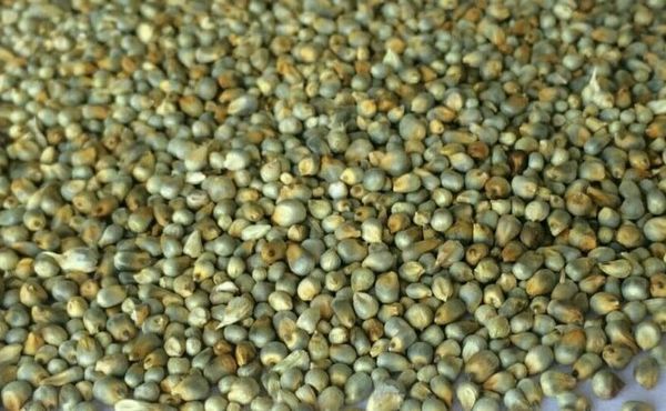 MILLET from India supplied by vekariya brothers - Whole Millet