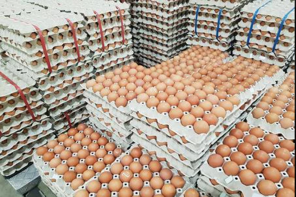Chicken Egg from 남아프리카공화국 supplied by TRINITY POULTRY FARM - Fresh 달걀