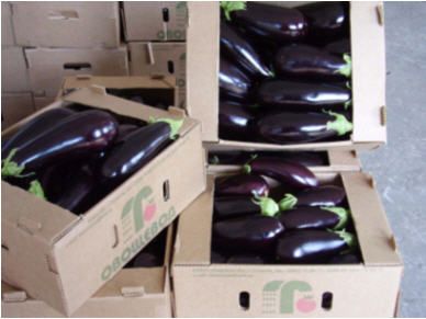 Eggplant from 러시아 supplied by Farm Open Joint Stock Company "Ovoschevod" - Whole 가지