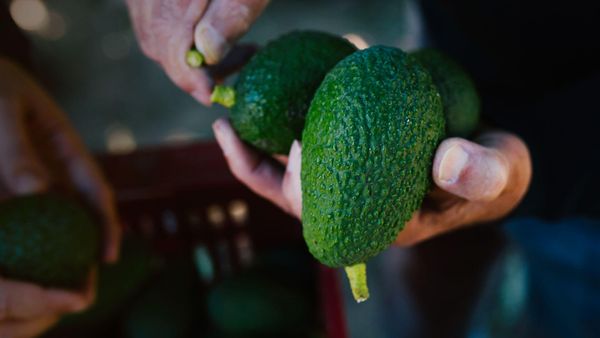 Fresh Organic Avocado from 콜롬비아 supplied by Eurofresh Dominicana Srl - Raw 신선 아보카도