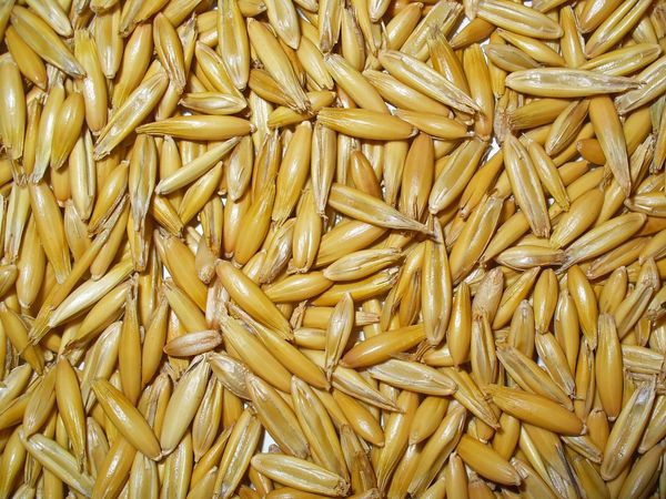 Oats from Russia supplied by LLC Resource - As per customer's request Oats