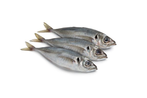 Mackerel from Portugal supplied by Luis Silverio e Filhos SA - Atlantic Horse Mackerel (=Trachurus trachurus) Frozen Mackerel