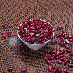 Red Bean from 키르기스스탄 supplied by ABADA Trade LLC - Kidney Bean - Light Speckled 말린 일반 콩
