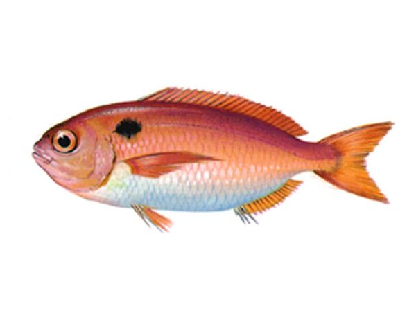 Sea Bream from 프랑스 supplied by Miguel Sanz S.l. Pescados Y Mariscos - Whole (=In The Round) 냉동 도미