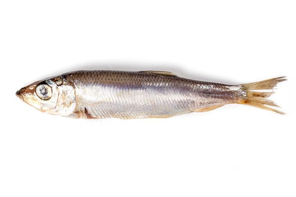 Fresh Sprat from 에스토니아 supplied by Kihnu Fish - Fresh (=Chilled=Raw) 냉동 스프래트