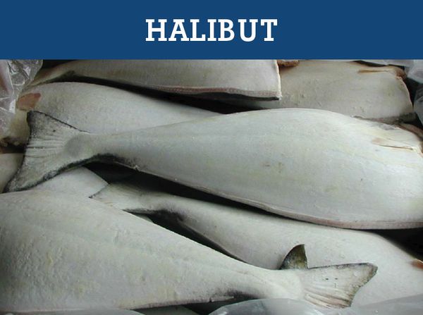 Fresh Halibut from 미국 supplied by Northport Fisheries - Pacific Halibut (=Hippoglossus stenolepis =Alaskan halibut) 냉동 준치
