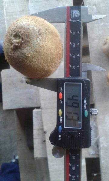 Fresh Kiwi from 이란 supplied by Safiran Sepehr Paya - Green Kiwi (=Zespri Green) 신선 키위