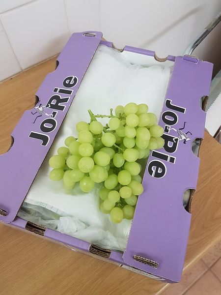 Grapes from 튀르키예 supplied by Jo-Rie Products - Green (=Unripe=Sour) 신선 포도