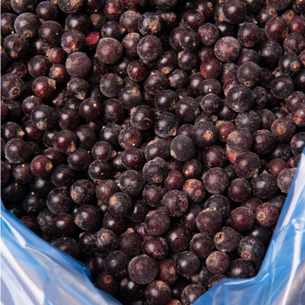 Currant from 폴란드 supplied by Wabo Sp. z o. o. - Black Currant 커런트
