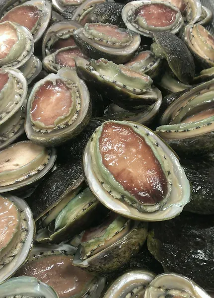 Abalone from Australia supplied by Queensland Food Corporation - Muscat Fresh Abalone