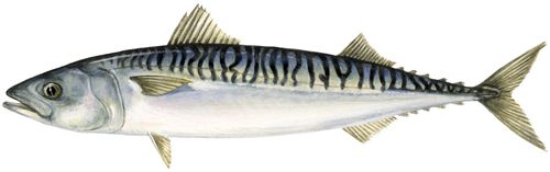 Frozen Mackerel from 노르웨이 supplied by NORDIC FISH AS - Whole (=In The Round) 냉동 고등어