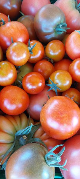 Tomato from 프랑스 supplied by La ferme aux framboises - Red 신선 토마토