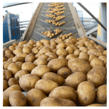Seed Potato from 미국 supplied by CSS Farms - Conventional 씨감자