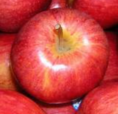 Fresh Apple from France supplied by SCEA LE MARAICHER DE L' ECO DOMAINE DE VAILHAUQUES - Fresh (=Chilled) Fresh Apple