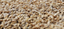 Wheat from 우루과이 supplied by Pessi S.A. - Whole 소맥
