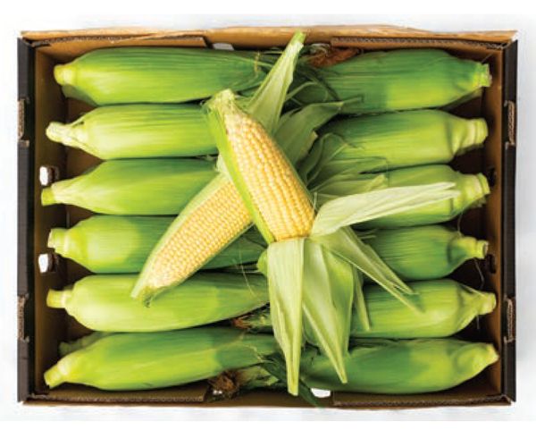 Corn from Australia supplied by Trandos Farms - Without Husk Maize (Corn)