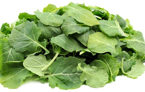 Kale from Germany supplied by Teltow Rübchen - Red Kale