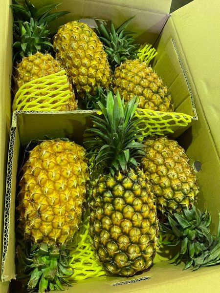 Pineapple from 대만 supplied by TAIWAN PROVINCIAL FRUIT MARKETING COOPERATIVE - Golden Yellow 신선 파인애플