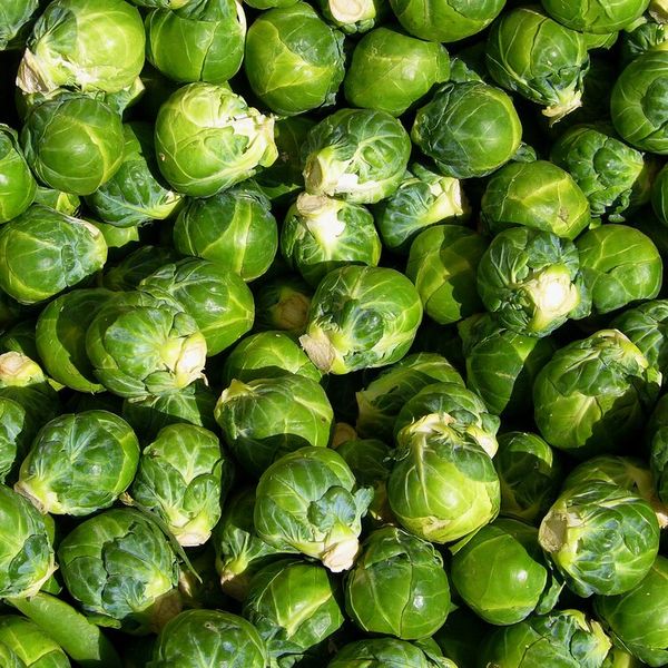 Brussels Sprout from Australia supplied by Premium Fresh Tasmania Pty Ltd - Whole Brussels Sprout