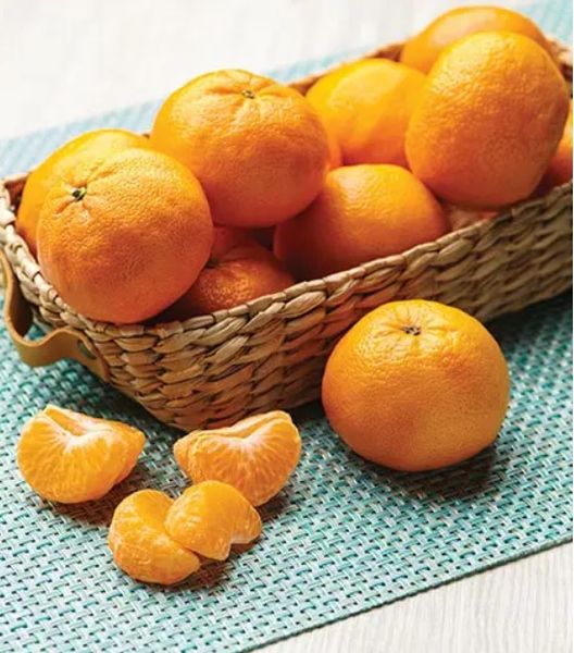 Fresh Mandarin from United States supplied by Florida Indian River Groves - Orange Fresh Mandarin