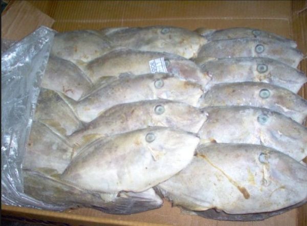 Leatherjacket from Brazil supplied by Leardini Pescados Ltda. - Frozen Frozen Leatherjacket