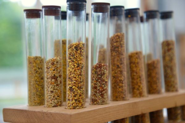 Bee Pollen from 영국 supplied by HayfeGuard - Yellow 벌 화분