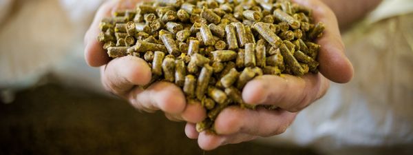 Concentrates from Netherlands supplied by De-heus - Light Brown Other Poultry By Product Meal (PBM)