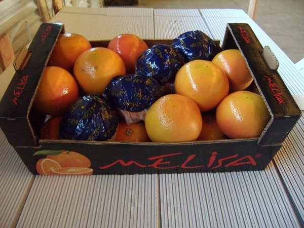 Grapefruit from 튀르키예 supplied by Cena Fresh Fruits - Seedless 신선 자몽