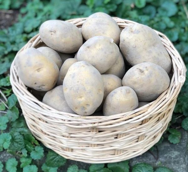Fresh Potato from Switzerland supplied by Stalder - Trutigen - Brown Fresh Common Potato