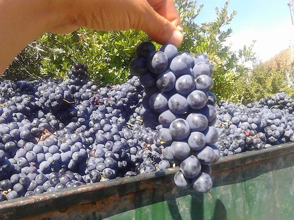 Fresh Grape from Portugal supplied by Rosagro - Agricultural Society, Lda. - Dona Maria (=D. Maria) Fresh Grape